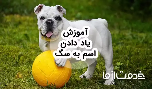 آموزش یاد دادن اسم به سگ